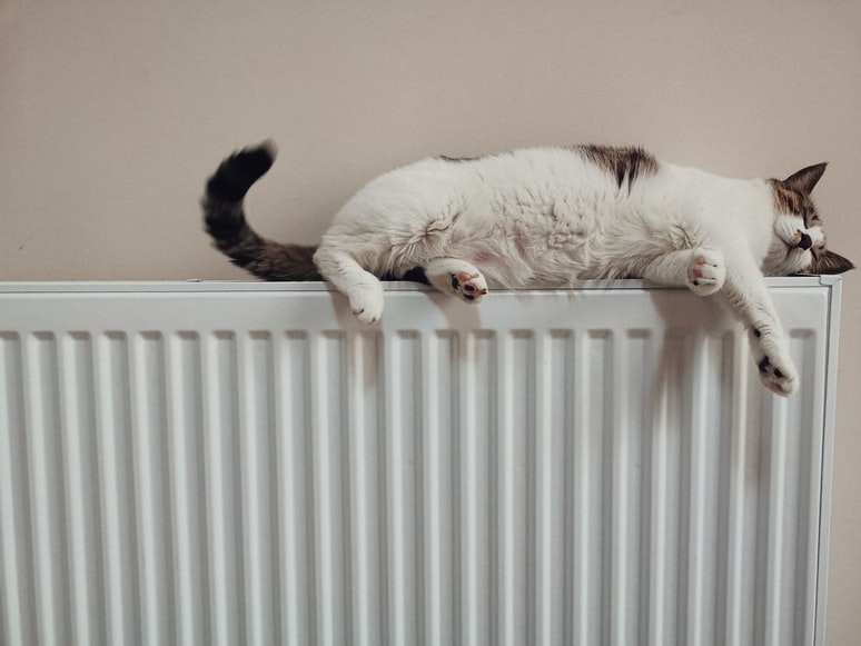 termosifone con gatto(1).jpg